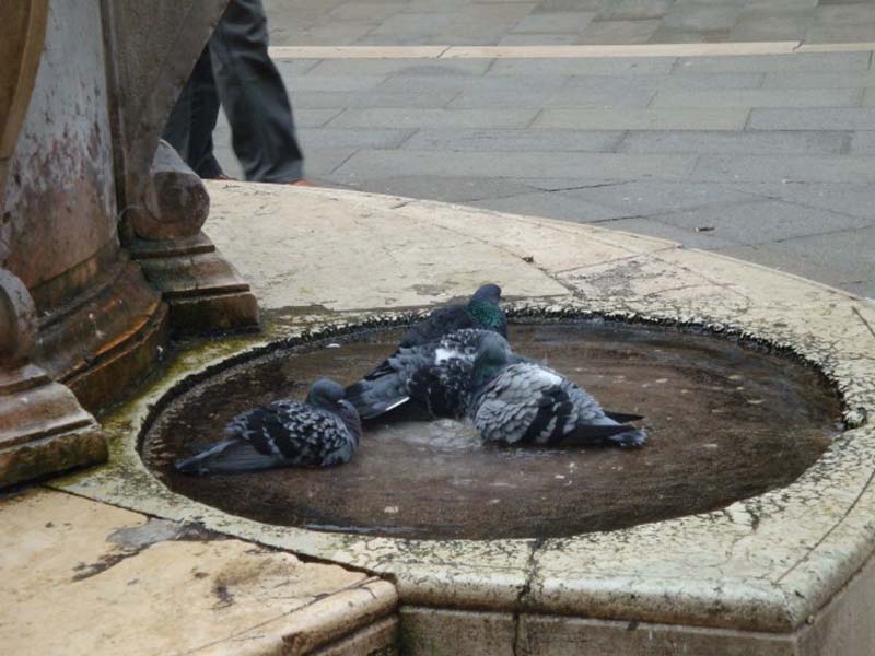 piccioni